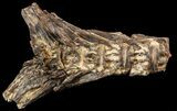 Ichthyodectes Caudal Vertebra (Tail Section) - Kansas #48765-1
